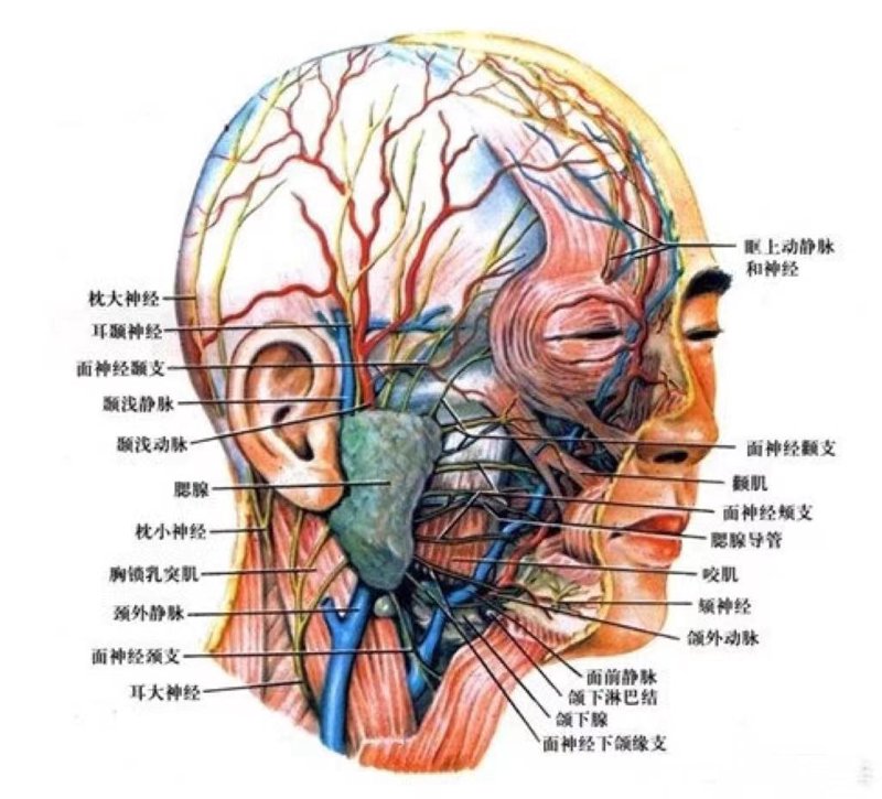 面神经相关问题如何有效解决？我们采访了一位经验丰富的医生，通过对话的形式为你揭示。